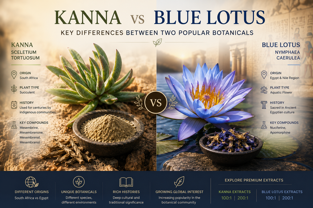Kanna vs Blue Lotus: Key Differences Between Two Popular Botanicals