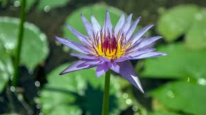 Blue Lotus Extract 200:1 - 10g